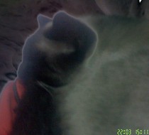 Small_1235