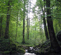 Small_1538