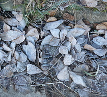 Small_2337