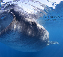 Small_2941