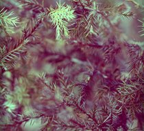 Small_348