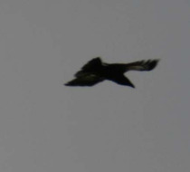 Small_3817