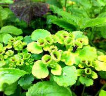 Small_4361