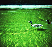 Small_4374