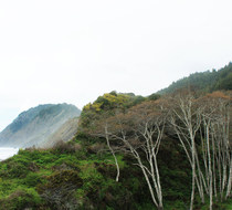 Small_5174