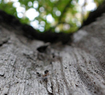 Small_665