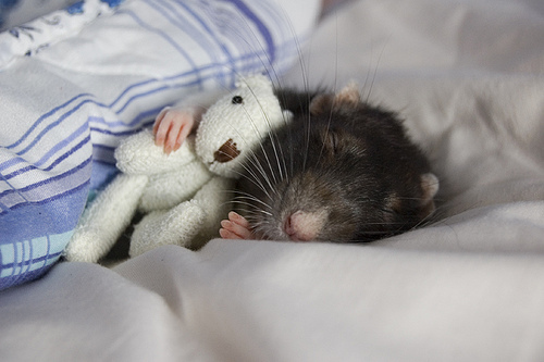 Rat+With+a+Teddy+Bear