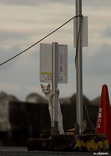 cat bus stop