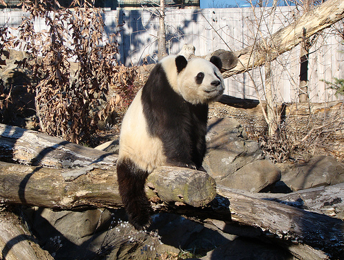 Cowboy Panda