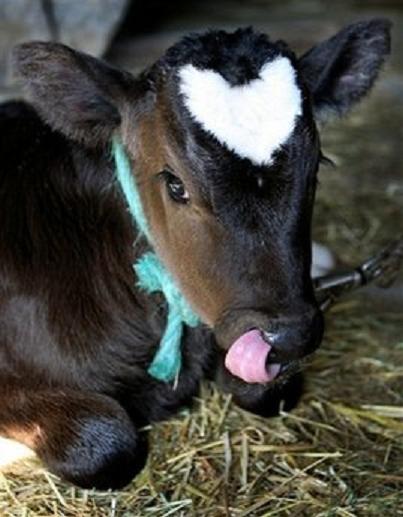 heart+the+ox