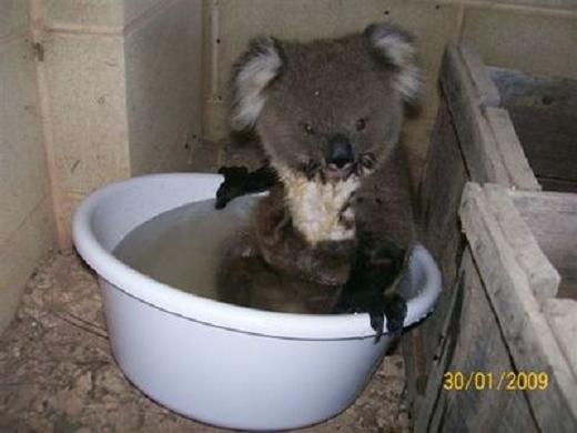 koala bathing