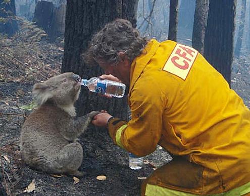 koala+getting+attention