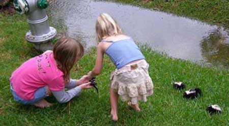 Redneck Kittens