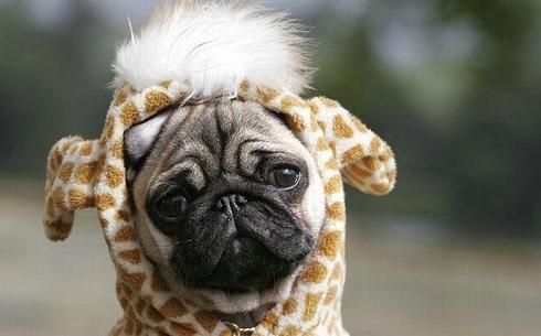 Sad Pug