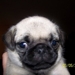 0f8fa4be295b1fb9_sq