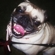 Face83193852bded_st