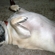 98bd6496dbb49953_st