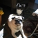 7e3dad7cc40030f2_st