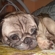 Ddc43d41823_st