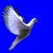 Companion Avian Training-Krontalb