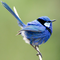 magpie