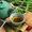 Tea Licious, LLC