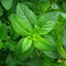 PeppermintPlant
