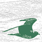 the_skua