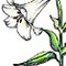 fleurdelily
