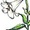 fleurdelily