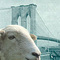 Brooklynsheep