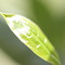 silverneedle