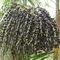 acai