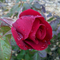 RoseM
