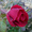 RoseM
