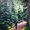 CupofTree