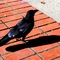 CrowKettle