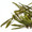 jingtea