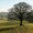 Tea and Trees