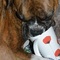 BoxerMama