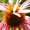 Kathy Braun