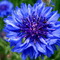 LaFleurBleue