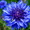 LaFleurBleue