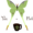 The Tea Moth