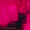 Dissolvedissolve