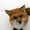 Skittlefox