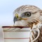 TeaHawk