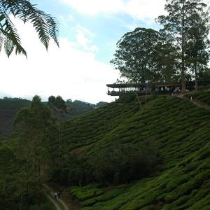 Boh Tea Plantation - Sungei Palas - Cameron Highlands