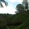 Boh Tea Plantation - Sungei Palas - Cameron Highlands