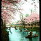 Macha Teahouse